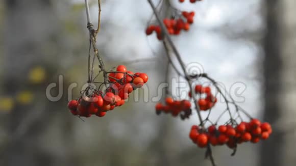 挂着灰树的红莓深秋的林地随风摇曳视频的预览图