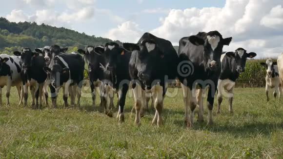 在法国的草地上夏天温暖的晴天苍蝇坐在黑白相间的牛鼻子上视频的预览图