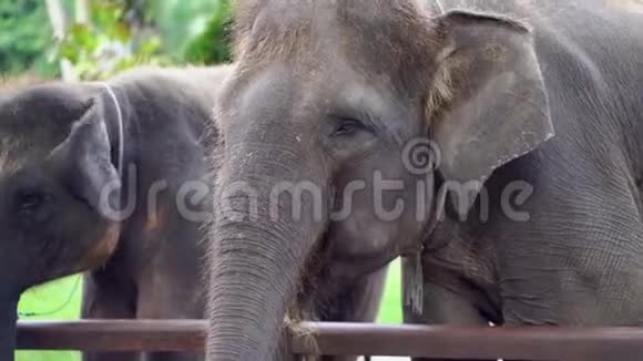 一头大象站在Safari公园的篱笆后面嘴巴闭起来视频的预览图