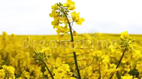 油菜花在模糊背景上的美丽春日金花甘蓝型油菜花在拉丁文中的胜利视频的预览图