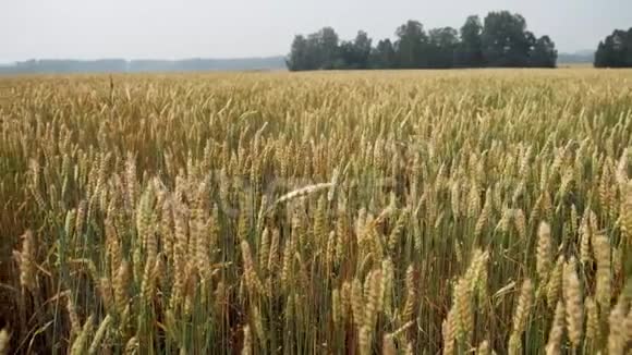 成熟小麦植物的大片田野种植小麦作物谷物收获在夏天成熟农业经营概念视频的预览图