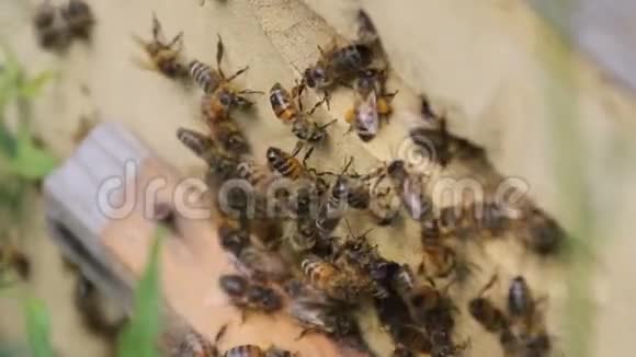 蜜蜂回到蜂巢视频的预览图