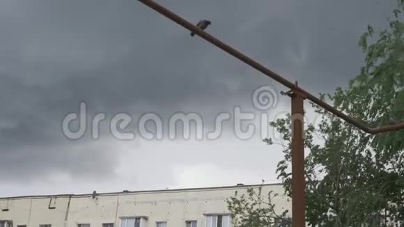 一条长而锈迹斑斑的管子上的鸽子在一场大雨之前视频的预览图