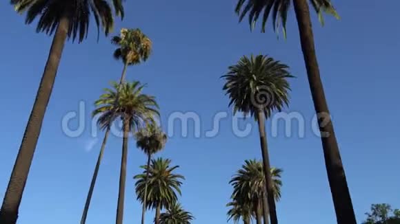 在加州比佛利山棕榈树下开车相机抬头慢慢移动加州高大的棕榈树视频的预览图