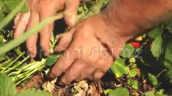 园丁从灌木丛中收集一个美味的草莓一个人手从灌木丛中撕下一颗红色的草莓特写镜头aa视频的预览图