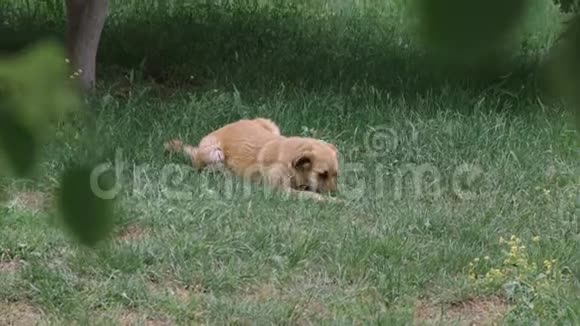 那只狗高兴地在绿草中仰着头视频的预览图