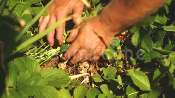 园丁从灌木丛中收集一个美味的草莓一个人手从灌木丛中撕下一颗红色的草莓特写镜头aa视频的预览图