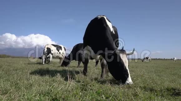 黑白奶牛在农场放牧在晴天吃背景蓝天上的青草农场景观视频的预览图