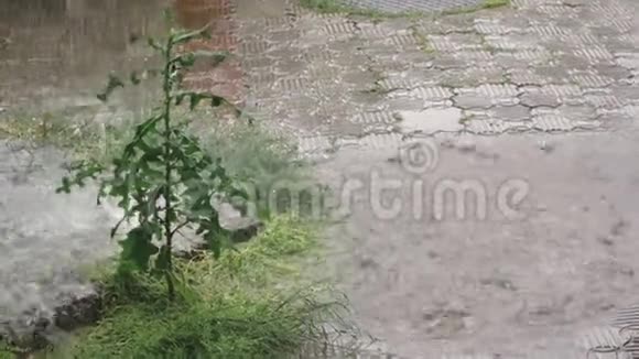 大雨从绿色工厂的排水管道上倾泻而下在一场雨来临之前这条生锈的管道关闭了视频的预览图