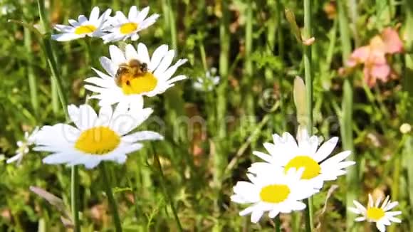 蜜蜂采雪花蜜白菊花视频的预览图