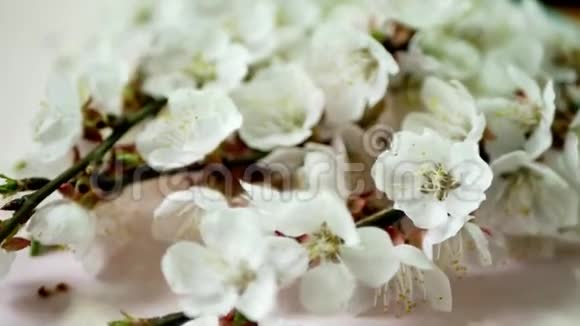 春天樱花背景白花视频的预览图
