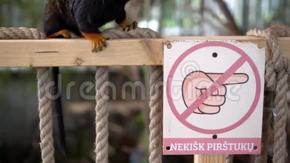 动物园里不要用手指触摸栅栏和金头狮子塔马林猴的标志视频的预览图