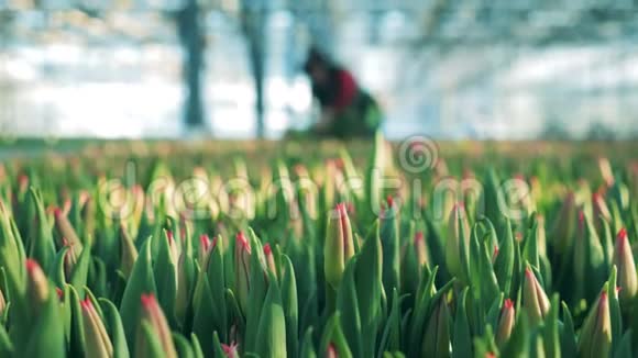 盛开的郁金香和一个女人在绿色植物中采花视频的预览图