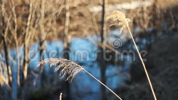 选择性软焦的干草芦苇梗在风中受光线水平背景模糊视频的预览图