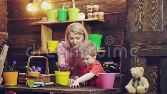 妈妈和儿子种植和照顾花女人和男孩在木制背景上用五颜六色的花盆里种花视频的预览图