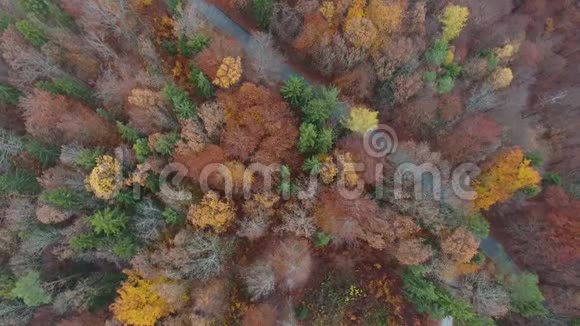 秋天有五颜六色的森林树视频的预览图