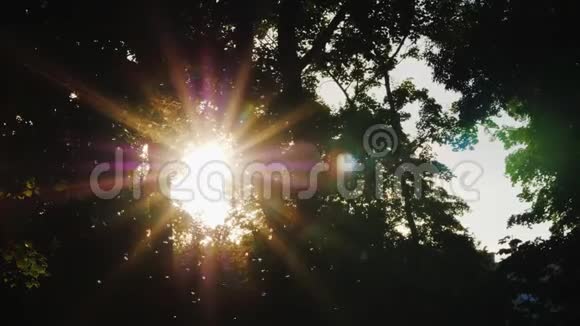 傍晚时分在森林里阳光透过树枝照耀在前景中飞舞视频的预览图