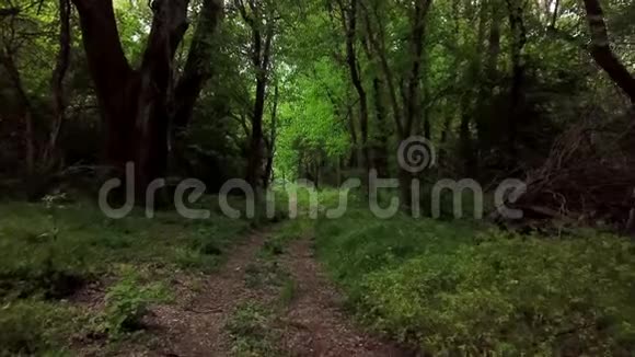 黑暗神秘的森林在梦幻林地的树木之间移动视频的预览图