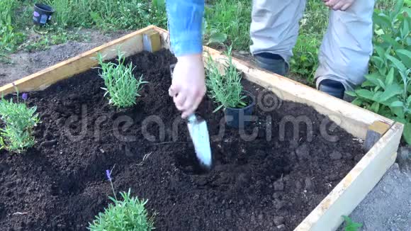 种植园圃种植薰衣草幼苗视频的预览图