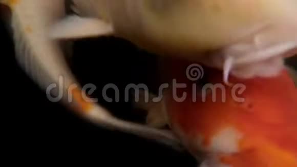 花鱼或锦鲤鱼视频的预览图
