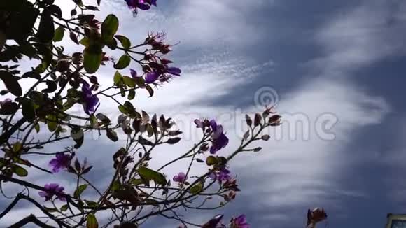 美丽的紫色花朵映衬着蓝天和云彩热带岛屿温暖的晴天特写镜头视频的预览图