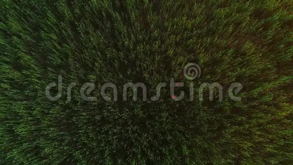 从顶部拍摄的清新绿草的空中景色风的流动无缝的瓷砖纹理和小粟花视频的预览图