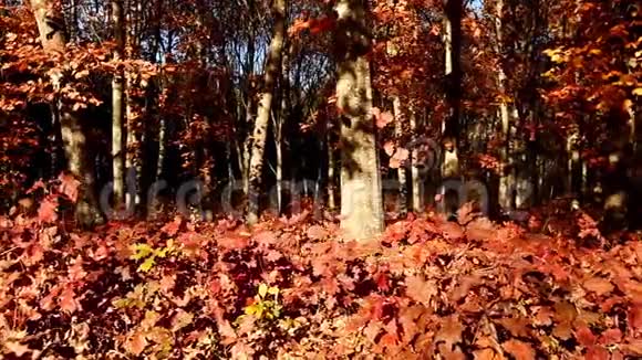 美丽的秋天森林与多莉视频的预览图