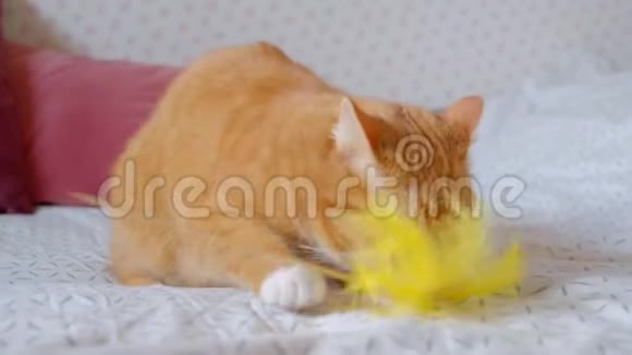 可爱的姜猫坐在床上玩耍在家里欢腾着黄色的羽毛视频的预览图