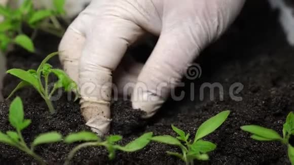 绿芽种在地上的妇女手戴手套的温室特写镜头生长在温室中的移植视频的预览图