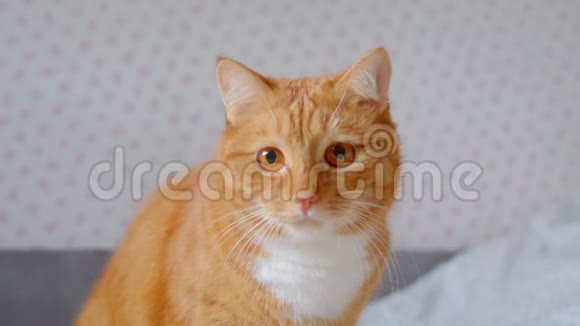 可爱的毛茸茸的姜猫坐在床上看着固定的注意力兴趣在家里视频的预览图