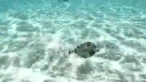 暗鱼在天然水族馆游视频的预览图