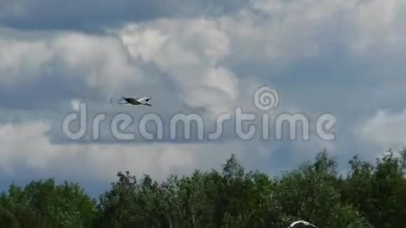 白鹳在云中飞翔视频的预览图