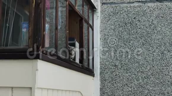 漂亮的灰猫坐在阳台上喵喵叫视频的预览图