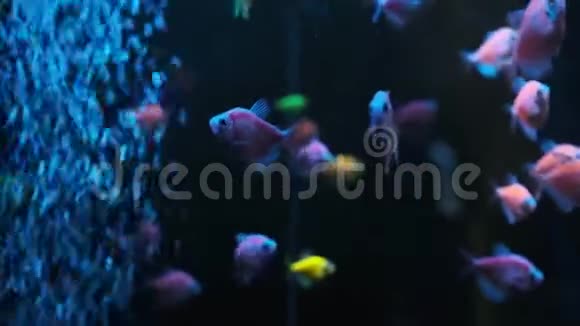 蓝色的水和泡泡热带海洋或水族馆的水下蓝色水面和彩色鱼类图片视频的预览图