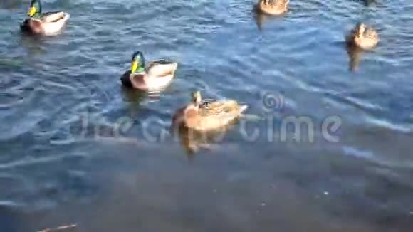 在阳光明媚的日子里野鸭在河上游泳捕捉牧草视频的预览图
