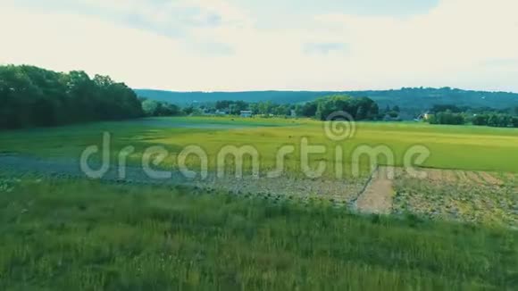 在草地上的野马群上空飞行4K视频的预览图
