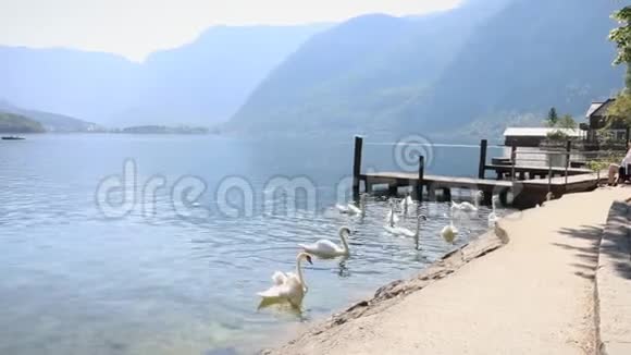 奥地利村庄天鹅在湖的泥泞中进食湖岸阿尔卑斯山的景色视频的预览图