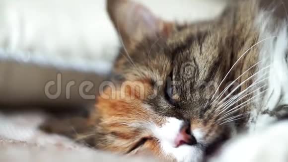 毛茸茸的宠物舒服地睡着了特写肖像成年猫景深较浅视频的预览图
