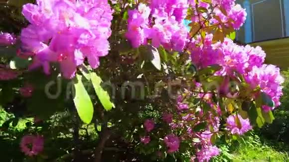 夏天花园里开着一朵粉红色的杜鹃花4k电影视频的预览图