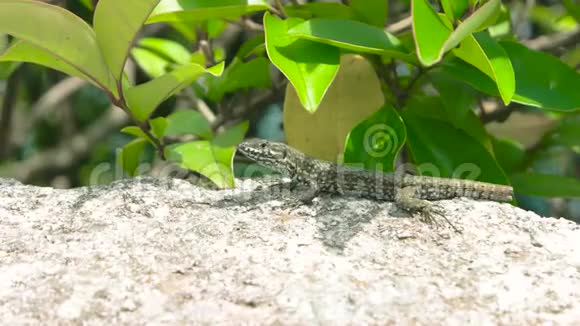 蜥蜴靠近视频的预览图