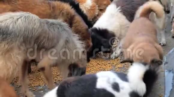 一群饥饿的狗在避难所的地板上吃干粮视频的预览图