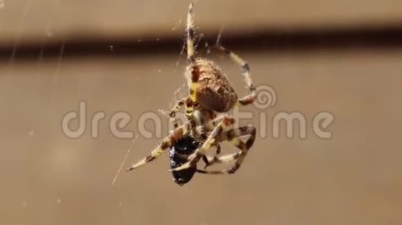 欧洲交叉蜘蛛吃猎物视频的预览图