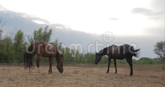 美丽的纯种马皮尼在草地上放牧吃草动物护理马和人的概念视频的预览图