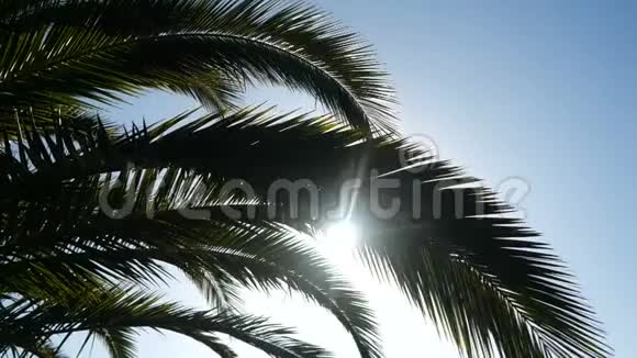 阳光穿过热带微风吹动的棕榈树的枝条棕榈叶在蓝天上缓慢移动视频的预览图