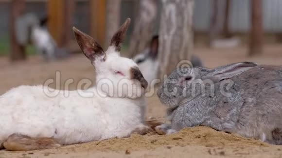 兔子在农场睡觉视频的预览图