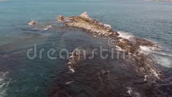 俯瞰火山的岩石上的海豹视频的预览图