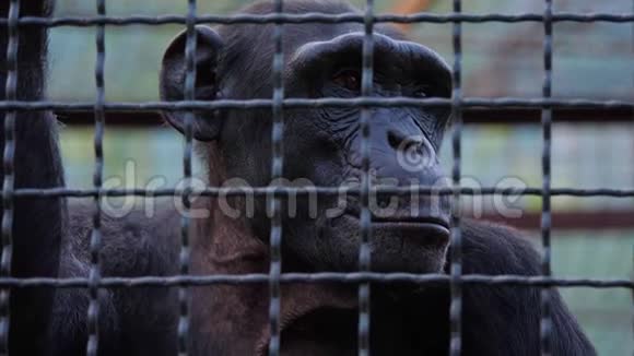 动物园笼子里一只可怜的黑猩猩的画像视频的预览图