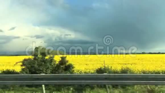 两片田野黄色的油菜盛开和绿色的植物边界桥过后黄场变为绿场视频的预览图
