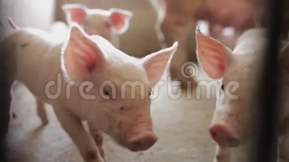陕西西安猪场粉仔猪视频的预览图