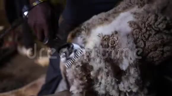绵羊被牧羊的特写视频视频的预览图